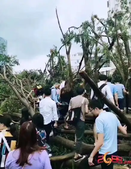  当台风山竹过后的景象会是怎么样的