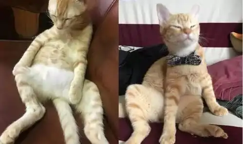 橘猫搞笑图片