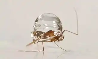  雨滴能砸死蚊子吗
