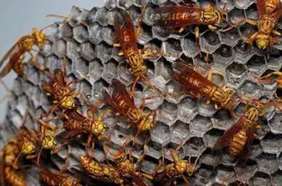 农村五大凶兽排行榜马蜂排第三第一你猜是什么  农村五大凶兽排行榜马蜂排第三第一你猜是什么