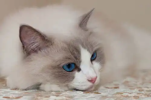  萌宠仙女猫图片素材下载动物摄影素材下的宠物图片素材