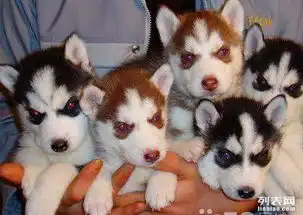  出售哈士奇幼犬血统纯正公母都有有兴趣的可以上门