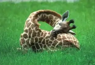 精选一组动物睡觉的趣知识群雁睡觉,由孤雁警戒  精选一组动物睡觉的趣知识群雁睡觉,由孤雁警戒