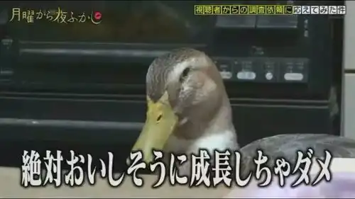  日本硬核奶奶自称爱鸭人士,可当她的鸭子却有点惨