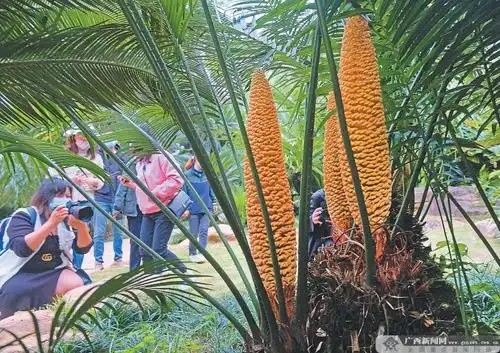  壮美广西新山海经丨他们让千年铁树又开花