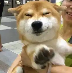  狗狗的时间观念有多差三分钟前发生的事,像是经历了三个月那么久...