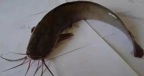  为什么有人说鲶鱼是最脏的鱼