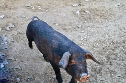  生态土猪肉图片素材下载食品餐饮素材下的中国菜系图片素材