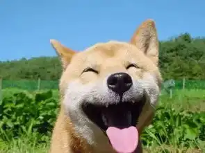  幽默段子催婚,哈哈哈哈哈周末愉快