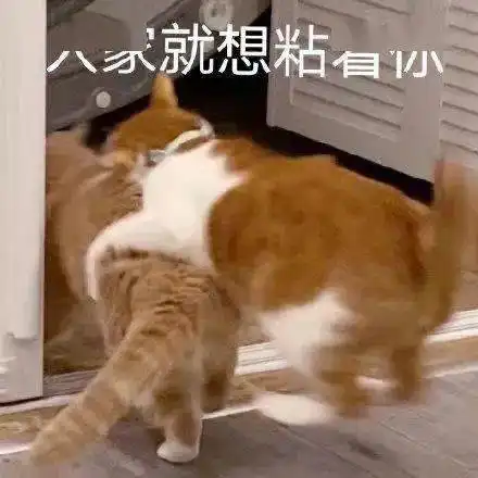  沙雕表情别吵我,昨天都起过床了