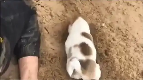  爆笑兄弟们你们这是在掏什么玩意呢,看把这狗子给着急的,也帮你们一起掏了