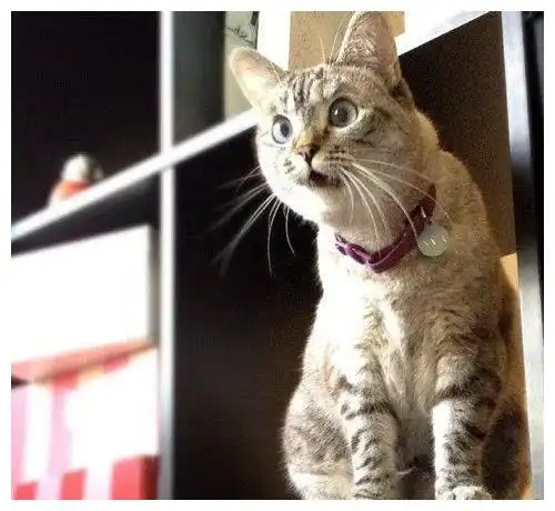 幽默笑话老妈不让我节食减肥我以为是关心我,原来  幽默笑话老妈不让我节食减肥我以为是关心我,原来