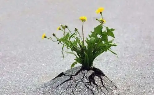 十三年抗癌路 十三年抗癌路