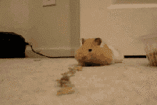 搞笑gif趣图你女朋友撒娇时的样子  搞笑gif趣图你女朋友撒娇时的样子