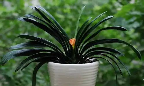 君子兰夹箭怎么办4个原因搞清楚,不慌乱,看着办 君子兰夹箭怎么办4个原因搞清楚,不慌乱,看着办