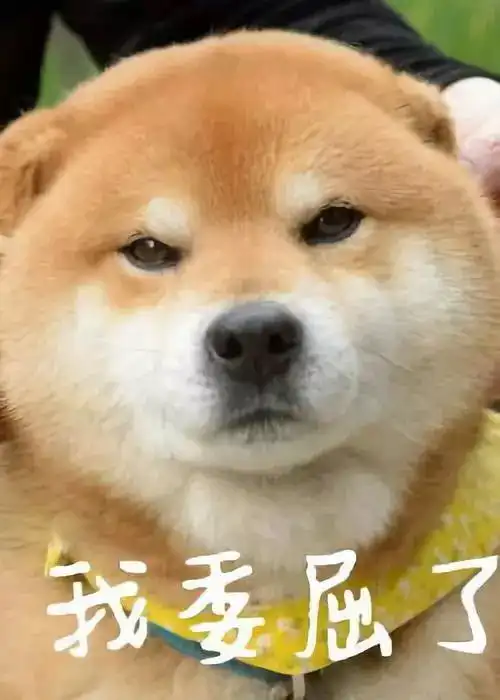 乖别怕表情包柴犬