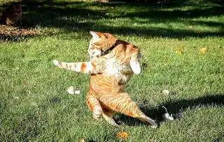  喵星人被玩坏功夫猫咪在社交媒体走红
