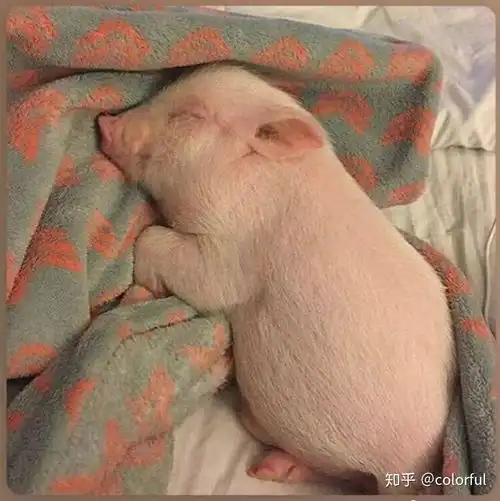猪图片大全搞笑可爱手稿