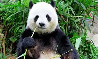  运12,小却展示了航空中国制造所有的强壮民机胜者终为王二