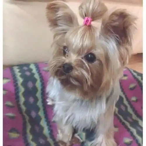  承认吧,你的丸子头是不是还没一只狗扎得好看