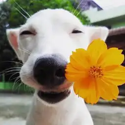  求一个一只狗嘴里叼着一朵黄色花的头像