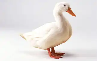 鸭子搞笑图片无法直视