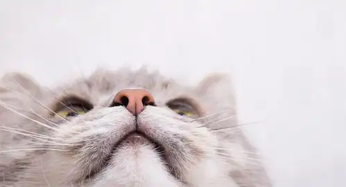  点击来源直接获取大图文件muzzleofagraycat,bottomview摄影搞笑猫猫高清大图