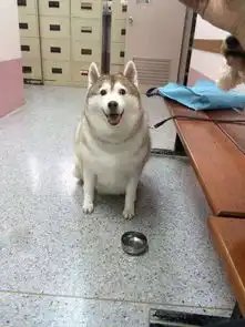  猛然一看还以为这只哈士奇是只猪,和狗碗对比的反差萌实在太好笑