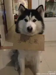  狼与哈士奇来自solitide的图片分享堆糖网