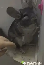  搞笑gif趣图终于知道猫为什么越来越懒惰了,因为狗把猫的活都干了