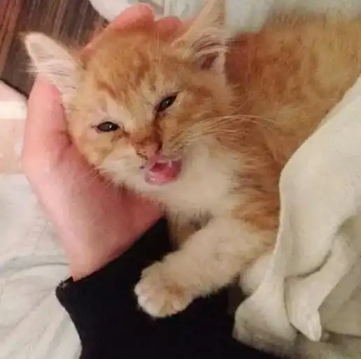  翻看了手机中橘猫主子小时候的照片,瞬间连双11拆包裹的心都没了