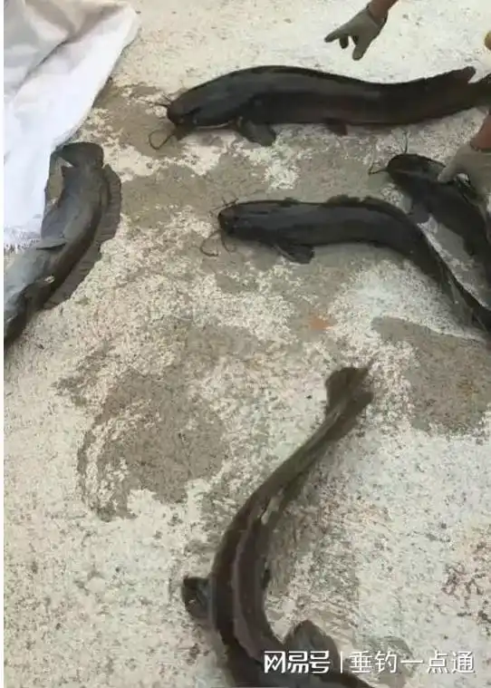  工人工厂下水道捕获大量鲶鱼,为环保他选择放生,你信吗