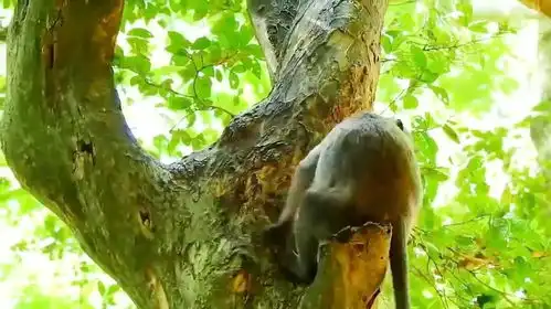 两猴子在树上抱着睡觉了  两猴子在树上抱着睡觉了