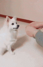 狗的搞笑图片gif姑娘