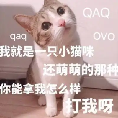 猫咪超级萌超级搞笑带字头像2018最新版徒有一腔孤勇无处安放  猫咪超级萌超级搞笑带字头像2018最新版徒有一腔孤勇无处安放