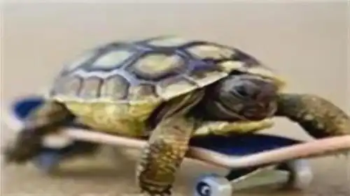  自从乌龟有了滑板以后,乌龟真是飞一般的感觉