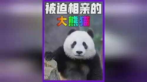  身为国宝的大熊猫,也难逃被迫相亲的命运