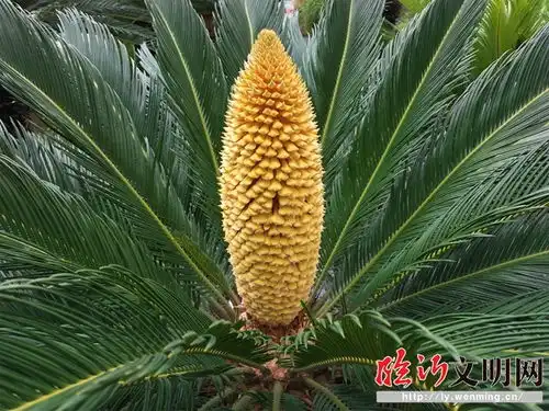  郯城难得一见,采莲湖社区铁树开花了