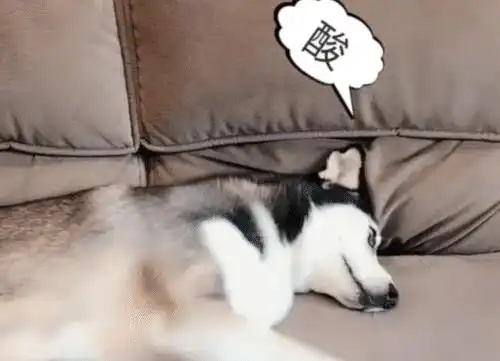 水果太酸想看下哈士奇反应,结果让人爆笑,狗这是坑狗呀