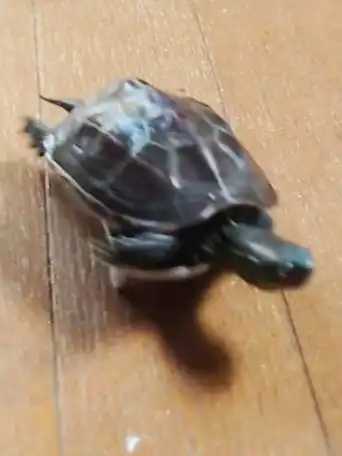  日本网友家的乌龟竟学会了玩滑板还总喜欢撞猫