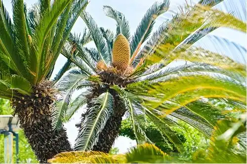 铁树花盛开酒庄启新程凤凰网山东凤凰网 铁树花盛开酒庄启新程凤凰网山东凤凰网