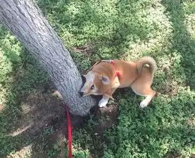 网友家里狗狗的搞笑照片,有点沙雕了  网友家里狗狗的搞笑照片,有点沙雕了
