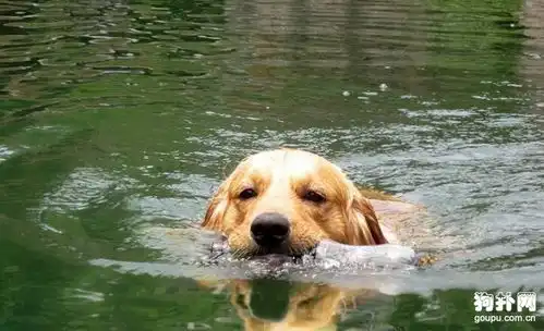  如何教会金毛犬游泳教金毛犬游泳应该注意什么