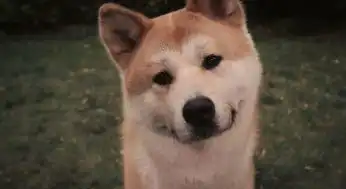  打王者遇到对面两个柴犬头像的超级萌,球这两张歪头柴犬头像,清晰一
