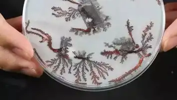  豆你玩实验室18铁树开花,这是什么神奇的操作