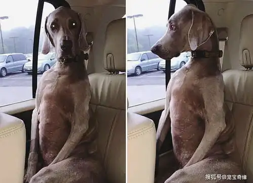  戏精附体了,来看看狗狗坐车时的搞笑照片吧一