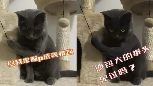  网友求p图给我家猫p个表情包,小当家沙包大的拳头见过吗