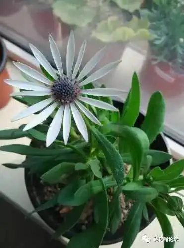  记录蓝目菊种植图片记录