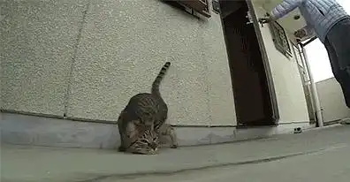  亚洲舞王尼古拉斯赵四家的猫