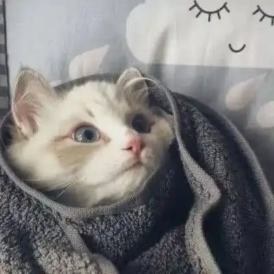 狗狗情头搞笑系列一对哈士奇柴犬猫咪不要人  狗狗情头搞笑系列一对哈士奇柴犬猫咪不要人